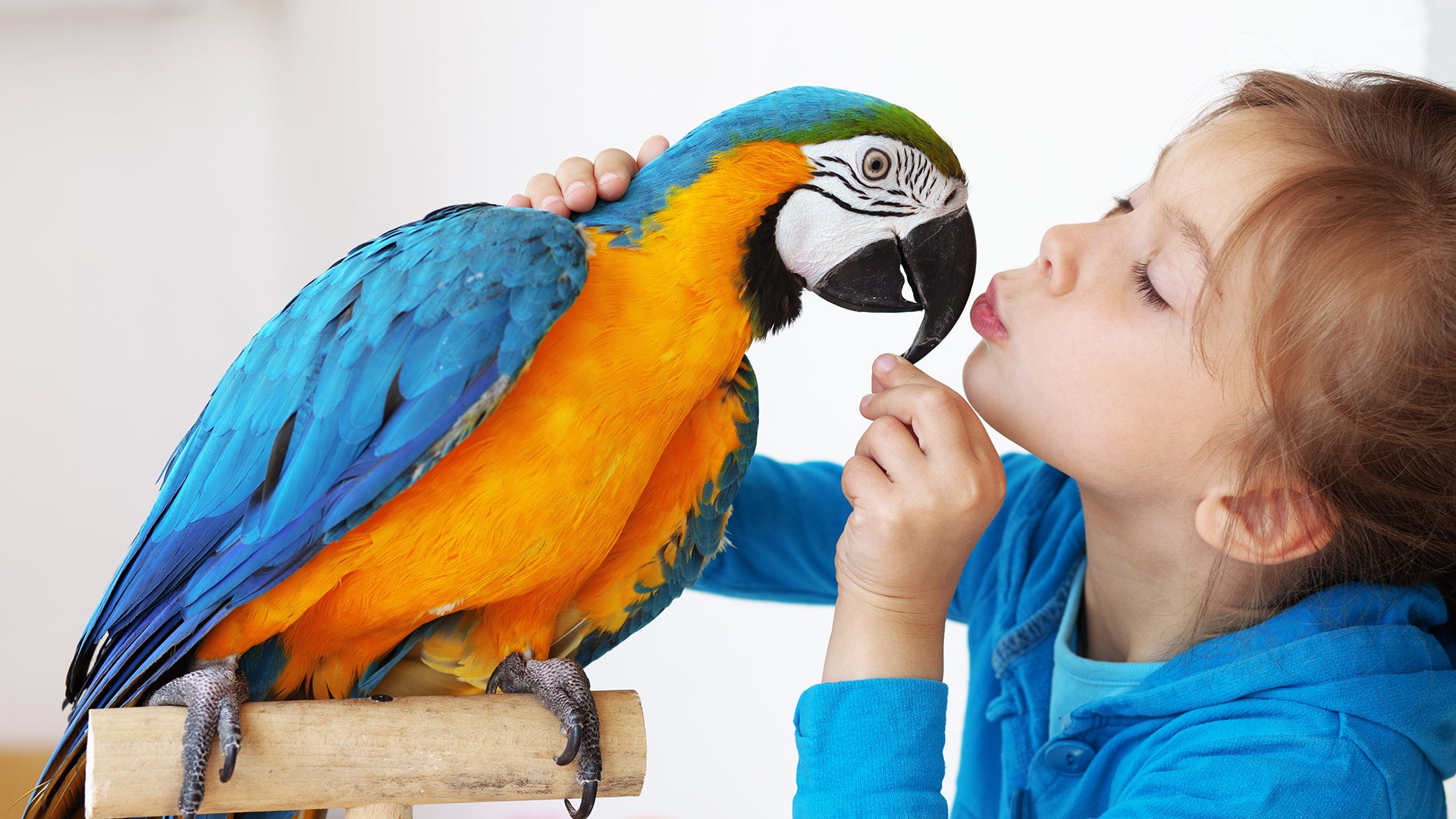 Baby feeding for bird