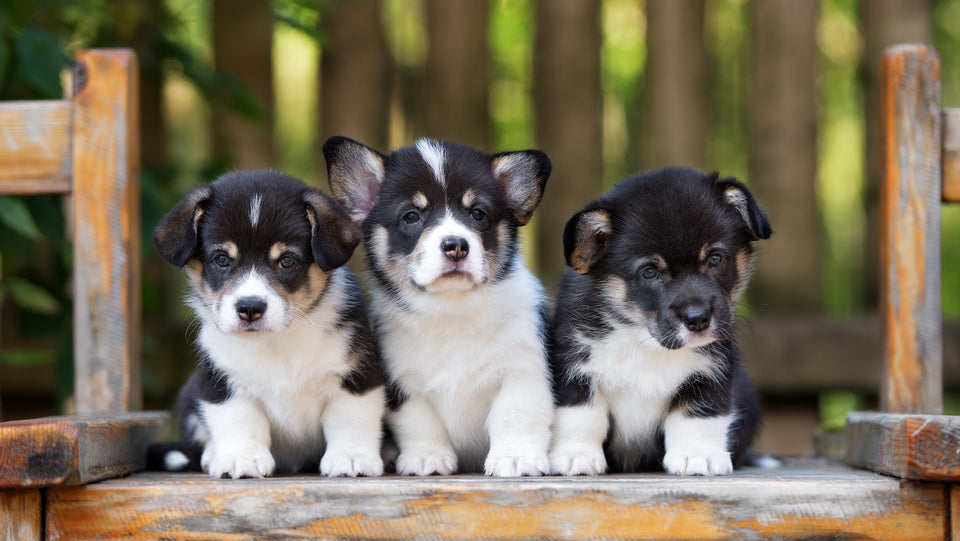 Three little cute puppy